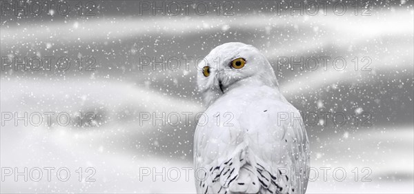 Snowy owl (Bubo scandiacus, Strix scandiaca) on the tundra during snow shower in winter, native to Arctic regions in North America and Eurasia. Digital composite
