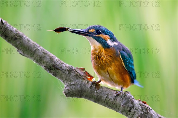 Common kingfisher (Alcedo atthis) juvenile, perched on branch over water of pond with caught water scorpion in beak in summer