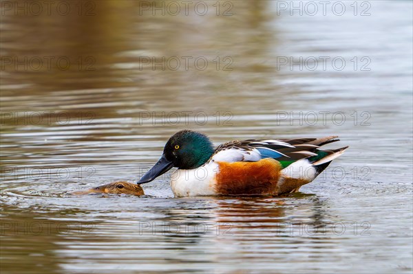 Northern shoveler (Spatula clypeata) male, drake mating with female in pond by forcing her underwater and biting in the duck's neck in spring