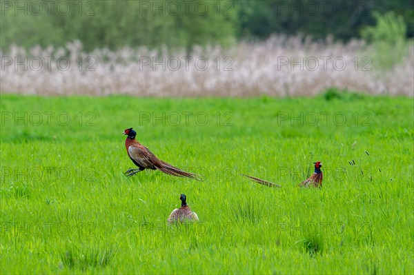 Common pheasant (Phasianus colchicus) male, cock defending mating territory in meadow during the breeding season in spring