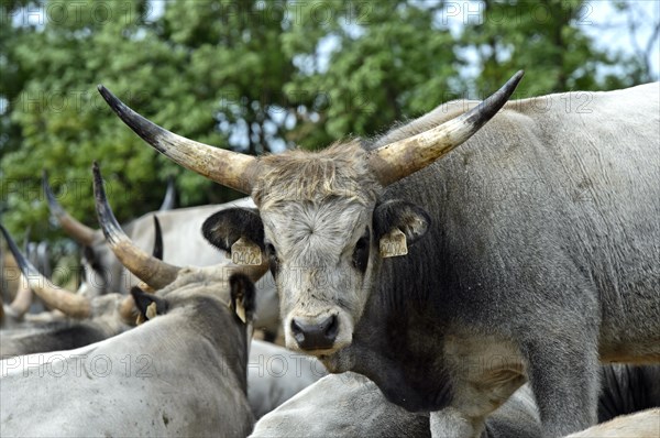 Hungarian steppe cattle, Laszlomajor Meierhof, Sarrod, Fertoe-Hansag National Park, Hungary, Europe