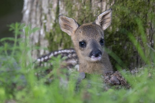 Young fawn, Wittlich, Eifel, Rhineland-Palatinate, Germany, Europe