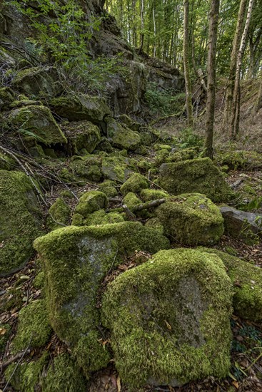 Mossy basalt rocks, block pile and former quarry for basalt in the beech forest, Raumertswald, volcano, Vogelsberg Volcano Region nature park Park, rest area, Nidda, Wetterau, Hesse, Germany, Europe