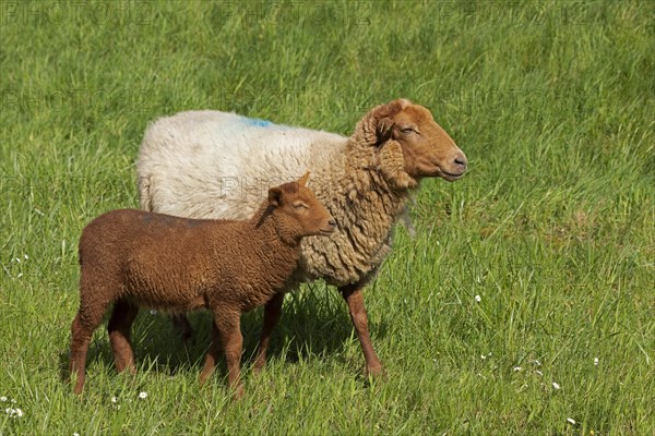 Ewe, lamb, brown, sheep, Elbe dike near Bleckede, Lower Saxony, Germany, Europe