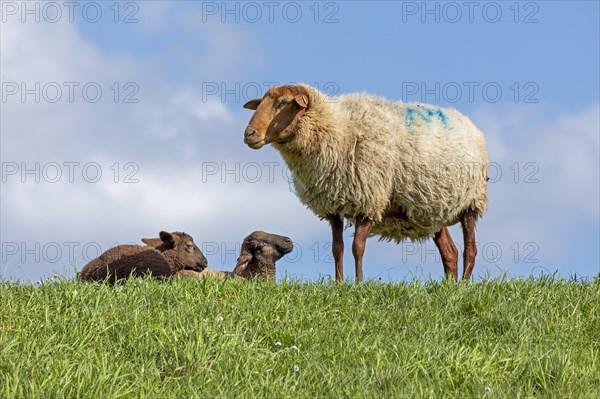 Ewe, lambs, brown, sheep, Elbe dike near Bleckede, Lower Saxony, Germany, Europe