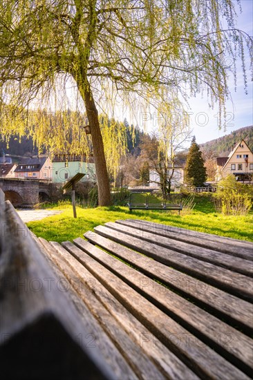 A wooden bench under a willow tree with a view of a quiet village in spring, Spring, Calw, Black Forest, Germany, Europe
