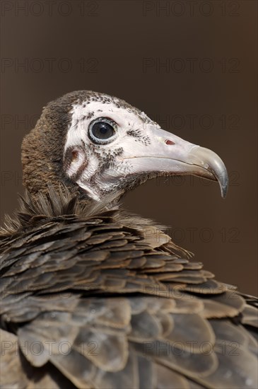 Hooded vulture (Necrosyrtes monachus), portrait, captive, occurrence in Africa