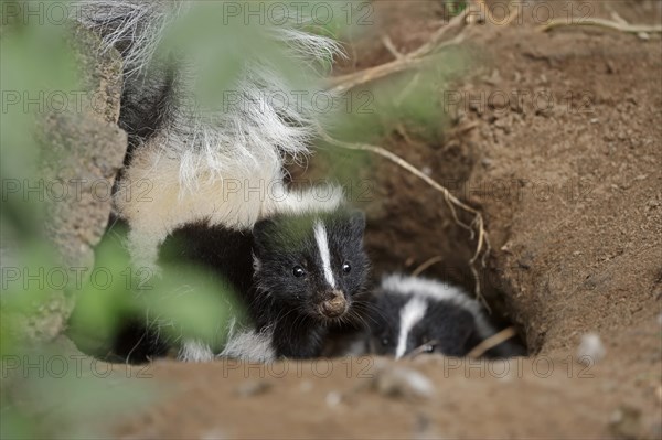 Striped skunk (Mephitis mephitis), juvenile at the burrow, captive, occurrence in North America