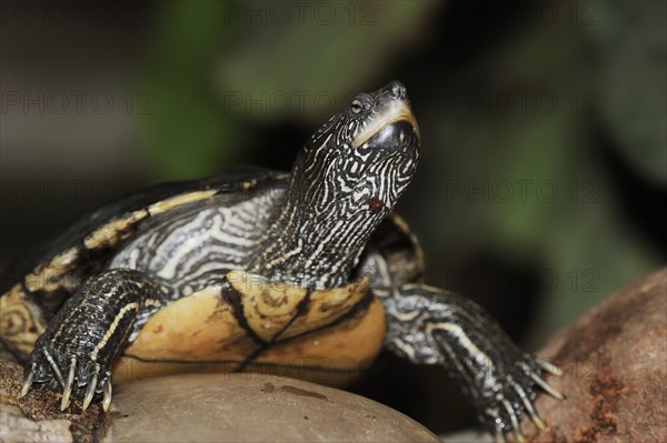 Mississippi Humpback Turtle (Graptemys pseudogeographica kohnii), captive, occurrence in North America