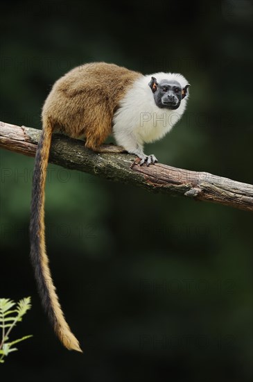Mantled monkey or bicoloured tamarin (Saguinus bicolor), captive, occurrence in Brazil