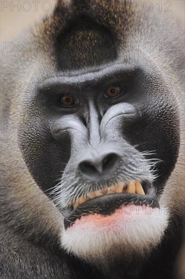 Drill (Mandrillus leucophaeus), male, portrait, captive, occurrence in Africa