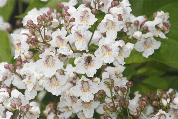 European honey bee (Apis mellifera) on southern catalpa (Catalpa bignonioides), cigar tree and Indian bean tree
