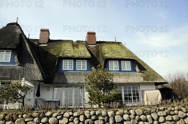 Sylt, North Frisian Island, Schleswig Holstein, An idyllic thatched house behind a low stone fence, Sylt, North Frisian Island, Schleswig Holstein, Germany, Europe