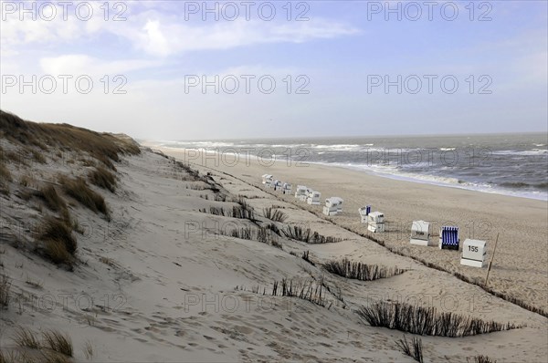 Beach near Wenningsstedt, Sylt, North Frisian Island, Beach landscape with beach chairs along sand dunes on the windy coast, Sylt, North Frisian Island, Schleswig Holstein, Germany, Europe