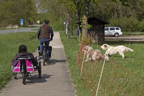 Guard dogs barking at passing cyclists, shepherd dogs, Elbe dyke near Bleckede, Lower Saxony, Germany, Europe