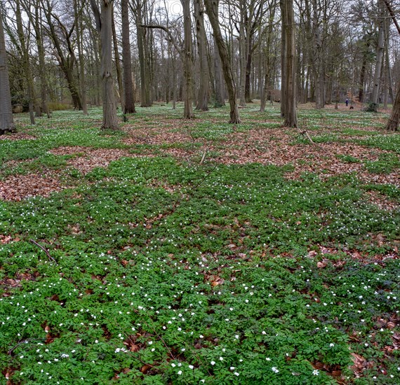 Wood anemone, anemones (Anemonoides nemorosa) in the castle park, Ludwigslust, Mecklenburg-Vorpommern, Germany, Europe