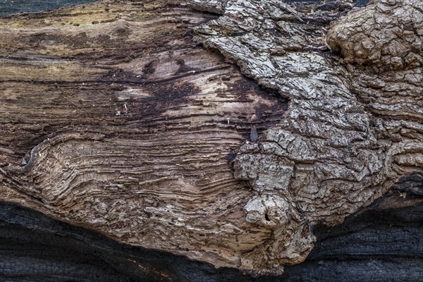 Tree bark from a fallen tree in the castle park, Ludwigslust, Mecklenburg-Vorpommern, Germany, Europe