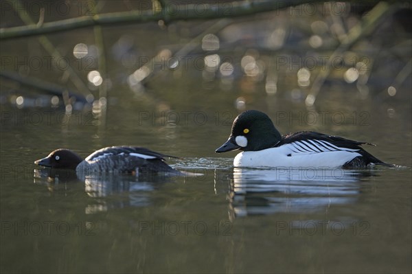 Common goldeneye (Bucephala clangula), drake in mating plumage, female calls for copula, Oberhausen, Ruhr area, North Rhine-Westphalia, Germany, Europe