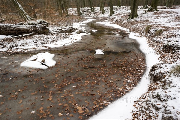 Rotbach, near-natural stream, beech forest, with ice and snow, between Bottrop and Oberhausen, Ruhr area, North Rhine-Westphalia, Germany, Europe