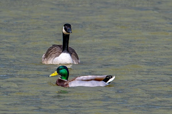Mallard, wild duck (Anas platyrhynchos) male, drake in breeding plumage and Canada goose (Branta canadensis) swimming in pond in spring