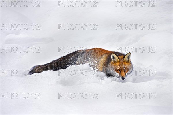 Red fox (Vulpes vulpes) hunting in deep snow in winter
