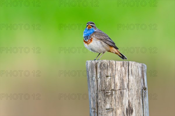 Bluethroat (Luscinia svecica cyanecula, Motacilla svecica) male calling from wooden fence post along meadow in wetland in spring