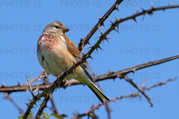 Common linnet (Linaria cannabina, Carduelis cannabina) male in breeding plumage perched in thorn bush in early spring