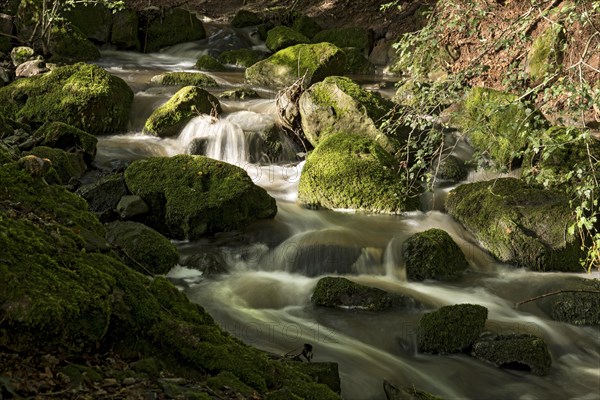 Mountain stream in the forest with mossy basalt rocks, blocks of basalt in the stream bed, Tertiary volcano, flowing water, motion blur, Krummbach, Vogelsberg Volcanic Region nature park Park, Nidda, Wetterau, Hesse, Germany, Europe