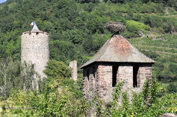 Landscape in Alsace near Kaysersberg, France, Europe, Old castle ruin with a French flag between green vegetation, Alsace, Europe