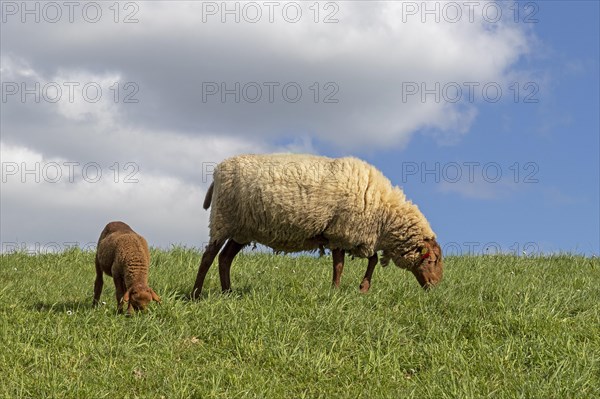 Ewe, lamb, brown, sheep, Elbe dike near Bleckede, Lower Saxony, Germany, Europe