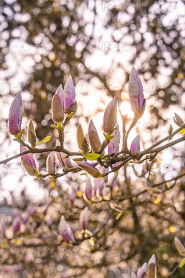 Budding magnolia blossoms against the light of a sunset, spring, Calw, Black Forest, Germany, Europe