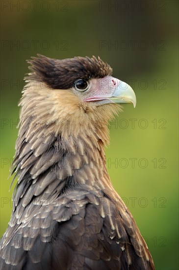 Southern crested caracara (Caracara plancus), portrait, Florida