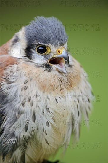 American Kestrel (Falco sparverius), calling male, portrait, captive, occurrence in North America