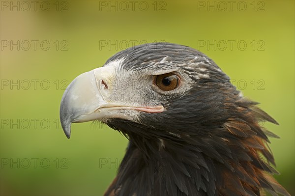 Wedge-tailed eagle (Aquila audax), portrait, captive, occurrence in Australia