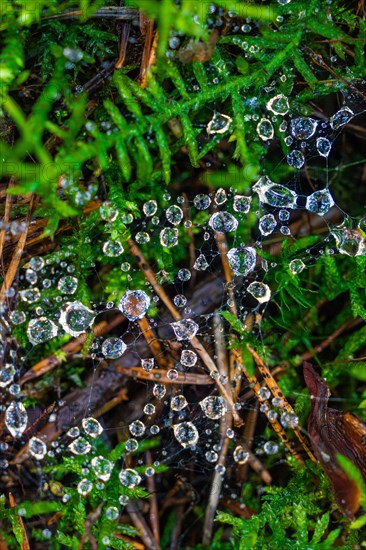 Close-up of a spider's web with glittering water droplets on a green background, Calw, Black Forest, Germany, Europe