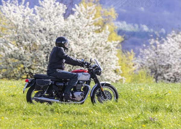 A motorbike rides through blossoming spring meadows, motorbike noise, Bissingen an der Teck, Baden-Wuerttemberg, Germany, Europe