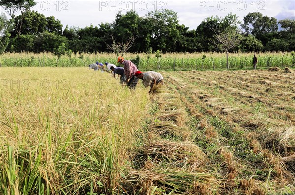 Ometepe Island, Nicaragua, People harvesting rice in a green field, Central America, Central America