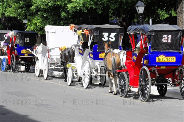 Granada, Nicaragua, row of horse-drawn carriages with licence plates in a sunny park setting, Central America, Central America -, Central America