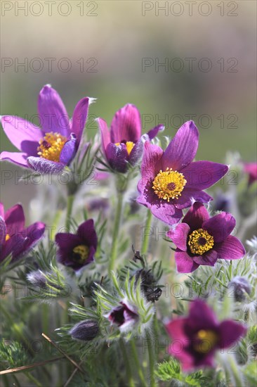 Common pasque flower (Pulsatilla vulgaris), North Rhine-Westphalia, Germany, Europe