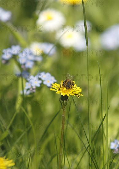 European honey bee (Apis mellifera), on common dandelion (Taraxacum officinale), North Rhine-Westphalia, Germany, Europe