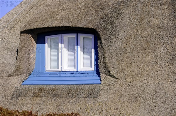 Hoernum, Sylt, North Frisian Island, detailed view of a thatched roof house with blue shutters, Sylt, North Frisian Island, Schleswig Holstein, Germany, Europe