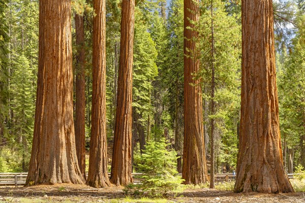 Sequoia trees in Mariposa Grove, Yosemite National Park, California, United States, USA, Yosemite National Park, California, USA, North America