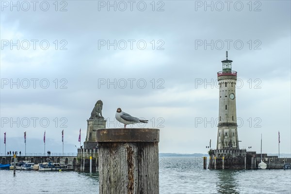 A seagull sits on a bollard in the harbour in the old town of Lindau (Lake Constance), Bavaria, Germany, Europe