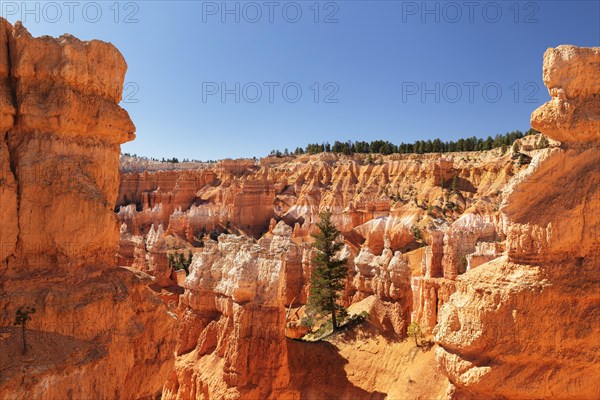Queen's Garden Trail, Bryce Canyon, Bryce Canyon National Park, Colorado Plateau, Utah, United States, USA, Bryce Canyon, Utah, USA, North America