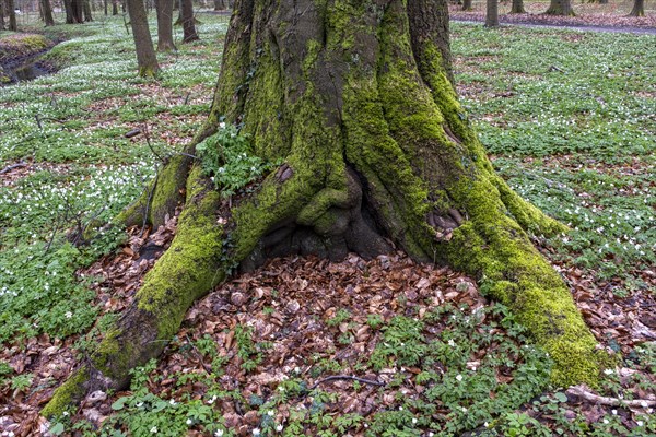 Moss-covered roots on a tree, deciduous leaves, palace gardens, Ludwigslust, Mecklenburg-Vorpommern, Germany, Europe
