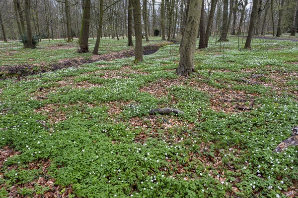 Wood anemone, anemones (Anemonoides nemorosa) in the castle park, Ludwigslust, Mecklenburg-Vorpommern, Germany, Europe