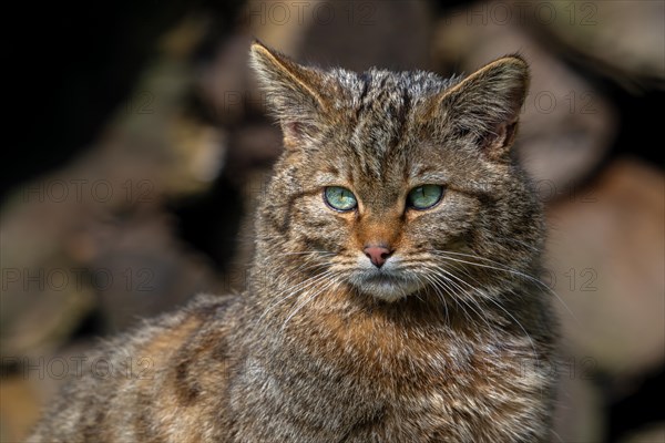 European wildcat, wild cat (Felis silvestris silvestris) close-up portrait in front of wood pile in forest. Captive