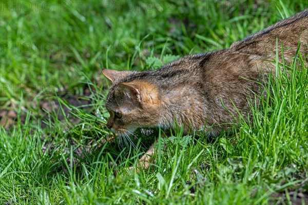 Hunting European wildcat, wild cat (Felis silvestris silvestris) stalking mouse prey in meadow, grassland. Captive