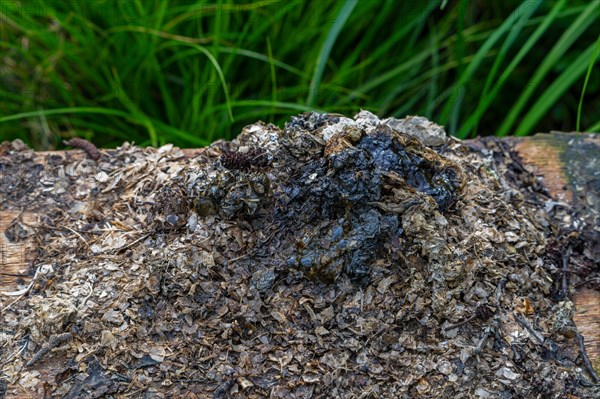 Close-up of Eurasian otter, European river otter (Lutra lutra) spraint showing pile of undigested fish remains and scales, used to mark its territory