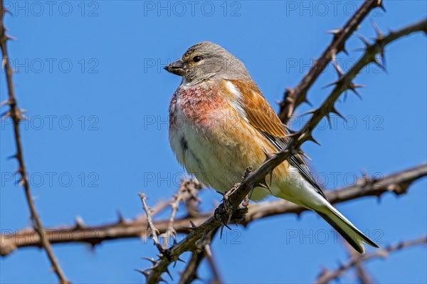 Common linnet (Linaria cannabina, Carduelis cannabina) male in breeding plumage perched in thorn bush in early spring